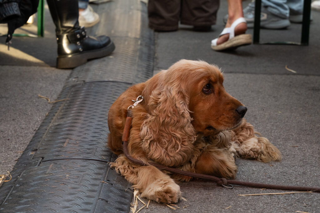 Cocker Spaniel liegt entspannt zwischen den Tischen