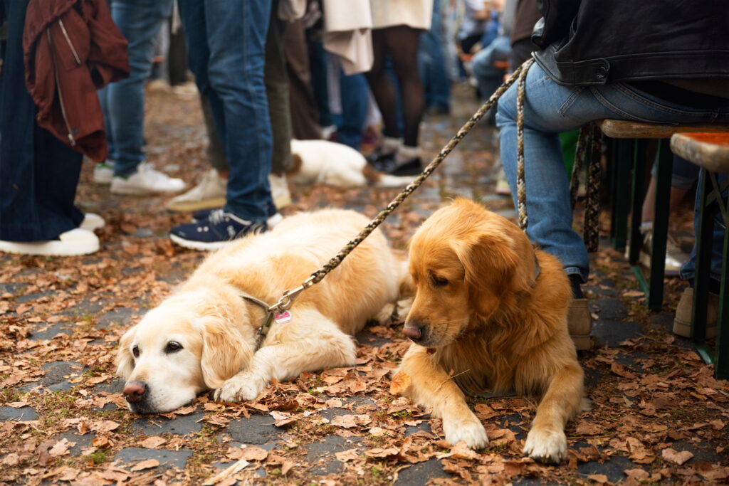 Zwei Golden Retriever ruhen im Herbstlaub auf dem Feierabendmarkt am Marktplatz Sürth